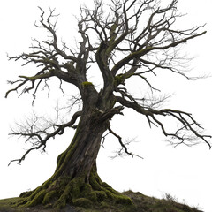 Fototapeta premium Against a clean white sky, a large, solitary tree with dark brown, moss-covered bark showcases its stark and intricate pattern of leafless branches.