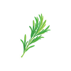 Naklejka premium bunch of fresh rosemary