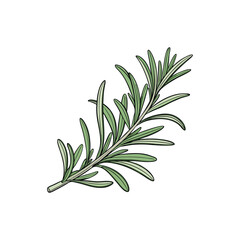 Fototapeta premium fresh rosemary on white background
