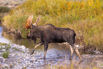 Bull Moose in Grand Teton National Park Wyoming in Autumn
