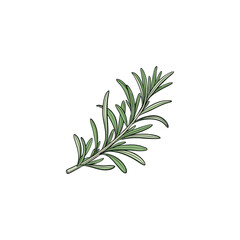 rosemary twig isolated on white