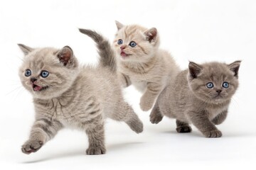 Fototapeta premium Three Playful British Shorthair Kittens Jumping Together Generative AI