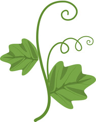 Vibrant Green Vine with Curly Tendrils and Leaves, Pumkin Branch Illustration