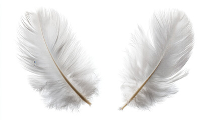 Obraz premium Two Delicate Grey Feathers on White Background Close Up