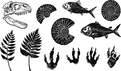 Fossil vector. Archeologic fossil dig set. Dinosaur dino foot, sea animal, fish skeleton, plant, shell. Ancient sand stone. Evolution rock prehistoric art. Paleontology,