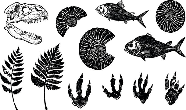 Fossil vector. Archeologic fossil dig set. Dinosaur dino foot, sea animal, fish skeleton, plant, shell. Ancient sand stone. Evolution rock prehistoric art. Paleontology,
