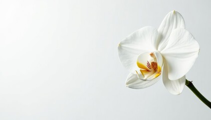 Fototapeta premium Delicate white orchid blossom against pure white backdrop, closeup, simple, bloom