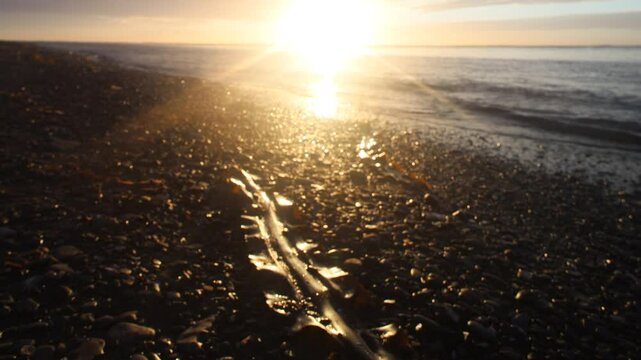 Sunset along wild coast of Sea of Japan. Sakhalin. A beach, ocean meadow, and lots of caddis fly. Far East, here begins night and day of extended Siberia. Sea is like maternity hospital for cyclones