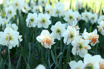 Obraz premium Close-up of daffodil flower. White daffodil with orange petals in the center of the flower. Nature background. Double white daffodil with pink center. Spring background. Selective focus