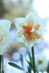 Obraz premium Close-up of daffodil flower. White daffodil with orange petals in the center of the flower. Nature background. Double white daffodil with pink center. Spring background. Selective focus