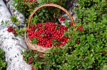Wicker basket with cranberries in the woods. Close-up