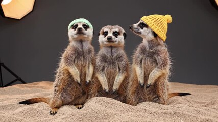 Charming meerkats in colorful knitted hats engaging in playful interactions, showcasing their social behavior in a sandy setting with a studio backdrop