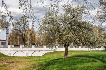 Blooming apple tree in the park against the background of a white antique bridge.