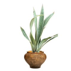 Long-leaved tree, plant, Silver Sansevieria, beautiful leaf tree, decorative house plant, potted plant, clay jar.