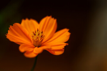 orange flower on black background