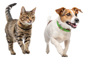 A tabby cat and a jack russell terrier dog posing together on a transparent background image