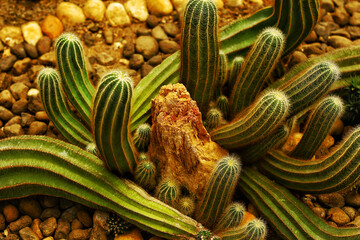 cactus in the garden