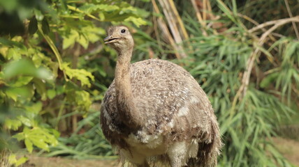 Greater Rhea bird in a zoo