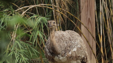 Greater Rhea bird in a zoo