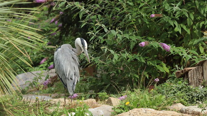Grey Heron photography in a zoo