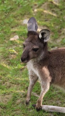 Fototapeta premium Portrait of a kangaroo in a zoo