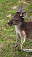 Portrait of a kangaroo in a zoo