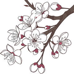 cherry blossom branch © RomanaParvin