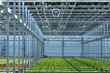 a green house full of potted flowers in Netherlands, flower industry