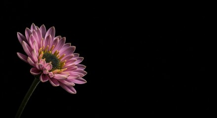White Rose in Shadow: Elegant Detail