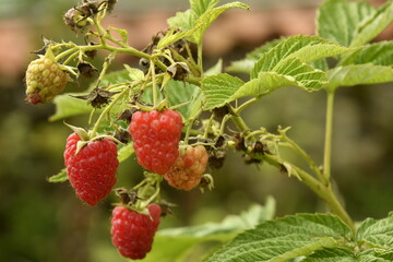 Framboises en pleine maturité au bourg de Champagne au Périgord Vert 