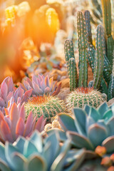 Colorful Desert Succulents and Cacti in Warm Sunlight Garden