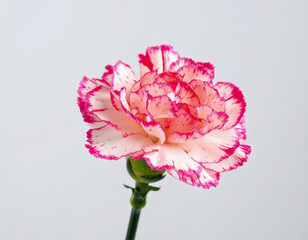 Red and Pink Carnation Flowers on White Background, Claveles Rojos y Rosados sobre Fondo Blanco, Generated Image