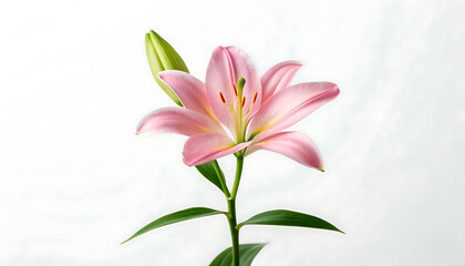 Obraz premium Delicate Pink Lily Flower A Vibrant Petal Display