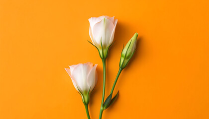 Fototapeta premium Elegant Delicate White Orchid Flowers Gracefully Arranged on Vibrant Orange Background