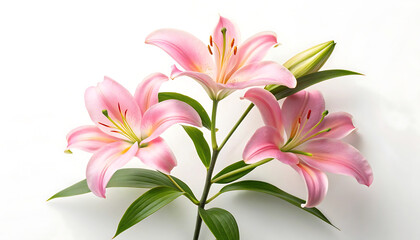 Fototapeta premium Elegant Pink Lilies Blooming Beauty with Bright Petals and Lush Green Leaves