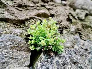 Corsican stonecrop or thick-leaved stonecrop (Sedum dasyphyllum) succulent on the city wall, Central Alps, Varallo, Italy