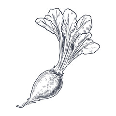 Engraving-style black and white illustration of a beet with leafy greens. Classic botanical look, ideal for menus, packaging, eco-friendly branding, and rustic kitchen prints.