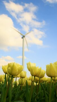 Closeup yellow ish tulips in the field with blurry wind turbines in the background, Netherlands, Flevoland