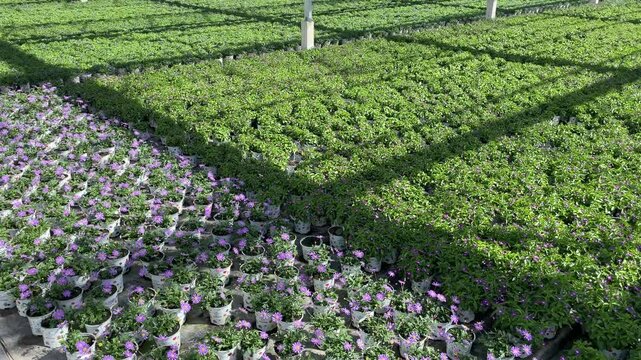 potted flower planting in the green house in Flevoland, Netherlands
