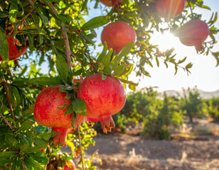 A Saudi pomegranate tree heavy with red fruit against a sunny rural backdrop.