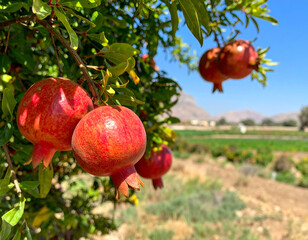 A Saudi pomegranate tree heavy with red fruit against a sunny rural backdrop.