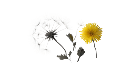 dandelion on a white background, condolence, grieving card, loss, funerals, support