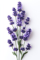 Naklejka premium Lavender sprig against white