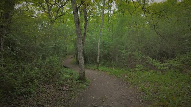 Smooth tracking shot along a path surrounded by lush green vegetation and trees. Filmed with a gimbal and tilt-shift effect, creating a miniature-like blur. Natural, serene, and immersive atmosphere.