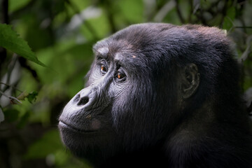 Gorilla in the mist