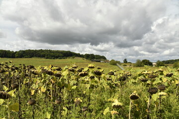 Tournesols déchessés près du bourg de Vendoire au Périgord Vert  © Photocolorsteph