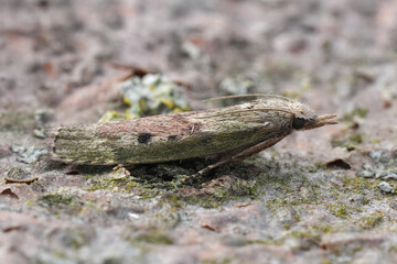 Closeup on a bumble bee wax moth, Aphomia sociella