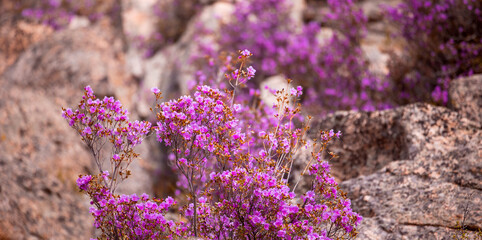Banner Stunning spring landscape of Altai mountains in siberia with blooming pink maralnik flowers