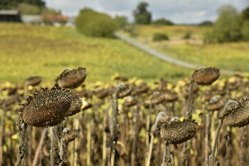 Tournesols déchessés près du bourg de Vendoire au Périgord Vert  © Photocolorsteph