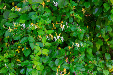 Lonicera japonica, known as Japanese honeysuckle and golden-and-silver honeysuckle, is a species of...